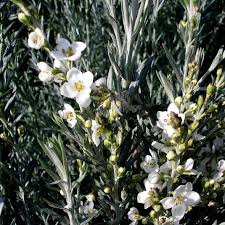 Image result for Gomphostigma