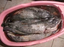 Maybe you would like to learn more about one of these? Ikan Keli Salai Panas Di Rumah Di Tempat Merokok Cara Memetik Bagaimana Dan Berapa Banyak Merokok