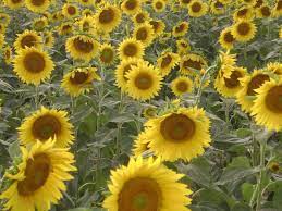 Helianthus Annuus Sunflower World Of Flowering Plants Bee Friendly Flowers Planting Sunflowers Planting Flowers