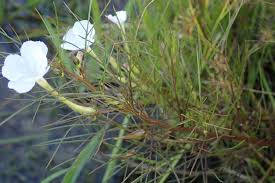 Image result for Rhamphicarpa