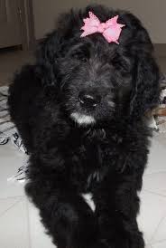Will you look at that cutie! Saint Berdoodle Shop For Puppies Adopt A Dog Online Vip Puppies