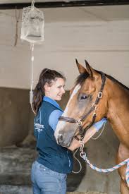 0345 450 9269 executive hire: Services Clarendon Equine Veterinary Clinic