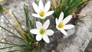 Image result for Zephyranthes candida