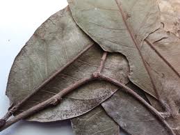 Image result for Chaetocarpus