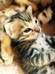 Das internet stand kopf, als die ersten bilder von thor auftauchten.kein wunder sagen wir, denn die fell zeichung dieser katze ist das schönste. Bengal Katze Eine Raubkatze Fur Zuhause Pfotencafe Leben Mit Hund Und Katze