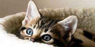 Check spelling or type a new query. Helping Your New Cat Kitten Settle In International Cat Care