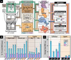 Voluntary contributions for your employees. Bacterial Contributions To Delignification And Lignocellulose Degradation In Forest Soils With Metagenomic And Quantitative Stable Isotope Probing The Isme Journal