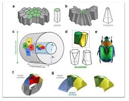 New Geometric Shape Used By Nature To Pack Cells Efficiently Geometric Nature Shapes Geometry In Nature