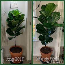 We did not find results for: Fiddle Leaf Fig Grow Up 7 Months And 8 New Leaves Later Fiddleleaffig