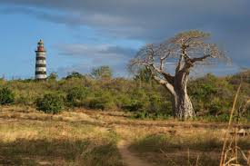 Image result for Micklethwaitia