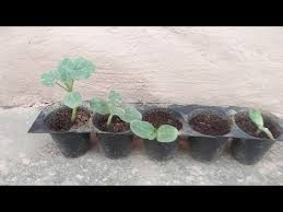 We did not find results for: Watermelon From Seeds How To Grow Watermelon From Seed English Youtube
