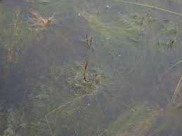 Image result for Websteria confervoides