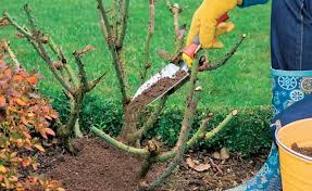 10 Bio Tipps Fur Gesunde Rosen Garten Mulchen Pflanzen