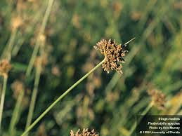 Image result for Fimbristylis