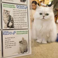 He Hates Thunders Catcafe Catsofinstagram Cat Cats Japan Tokyo Caterium Cats Cat Cafe Cat S