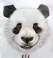 Панда картинки рисунки