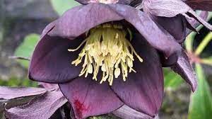 Here is a list of fall flowers that you can plant right now to keep your yard looking great. 10 Plants With Beautiful Blooms To Pick Stuff Co Nz