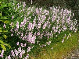 Image result for Wurmbea tenuis