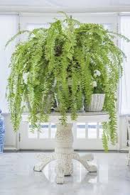 Whw whole house worlds realistic fern faux petite potted plant, realistic leaves and stems, square black pot, approx. Boston Fern Light Needs Light Requirements For Boston Ferns