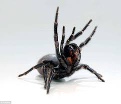The sydney funnel web spider (atrax robustus) is widely regarded as the most dangerous spider in australia, if not the world. Sydney Girl Rushed To Hospital After Being Bitten By A Funnel Web Spider Daily Mail Online