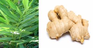 Apart from common ginger, there are other species that are grown not just for taste but for. Ginger Plant And Roots Download Scientific Diagram