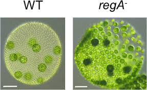 Volvox, genus of some 20 species of freshwater green algae (division chlorophyta) found worldwide. Volvox A Simple Algal Model For Embryogenesis Morphogenesis And Cellular Differentiation Sciencedirect