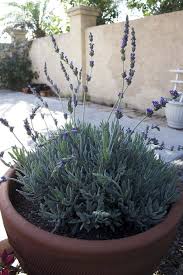 How To Grow And Care For Lavender In Containers Lavender Plant Growing Lavender Lavender Plant Care