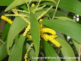 Image result for Acacia auriculiformis