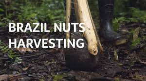 Maybe you should try both methods at the same time if you have enough seeds. Amazon Native Community Harvesting Brazil Nut Peru Youtube