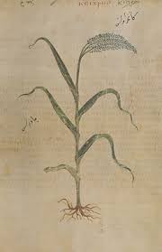 Image result for Panicum carneovaginatum
