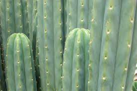 Como preparar un san pedro (existe mas de una forma, no cambia si tu cactus es pachanoi o peruvianus) 1) cortar el cactus en estrellas ni muy gordas ni muy. San Pedro La Verdadera Magia Milenaria De La Wachuma