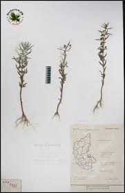 Image result for Bacopa floribunda