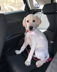 nicolas de conti manduca 在instagram 分享了帖子 i love car rides more than anything ps i ve got mama s lipstick all over m labrador retriever labrador animals
