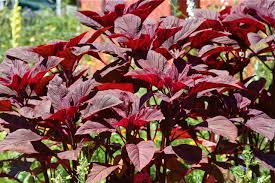 amaranth க்கான பட முடிவு