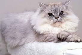 Bersihkan daerah mata dan hidung menggunakan tisu. Daftar Harga Kucing Persia Terbaru Dan Cara Perawatannya