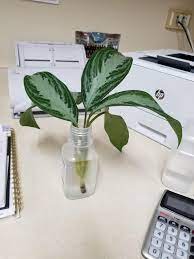 Your silver bay aglaonema will tolerate and even thrive, in low light areas. Was Finally Able To Get A Cutting From Work With Permission Can Someone Give Me And Id On This Guy How Long Will It Take For Me To Get Roots Tia Propagation