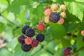 Image result for Rubus