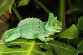 A member of the iguana family, the green basilisk lizard spends most of its time in the trees and is never far from water. Green Basilisk Lizard Facts For Kids