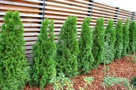 Der beste zeitpunkt für die erste düngung ist anfang frühling, bevor der liguster austreibt. Thuja Hecke Dungen Und Pflegen