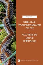 La processionnaire du pin (thaumetopoea pityocampa) est une espèce de lépidoptères (papillons) de la famille des notodontidae, surtout connue pour ses chenilles. Chenille Processionnaire 7 Moyens De Lutte Efficace Lpqp