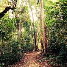 Jabatan perhutanan semenanjung malaysia jalan sultan salahuddin, 50660 kuala lumpur no. Pd Forest Sg Menyala Port Dickson