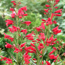 'piña colada', a series of cultivars, features blue, rose, or white flowers on compact plants. Red Riding Hood Penstemon Beardtongue American Meadows
