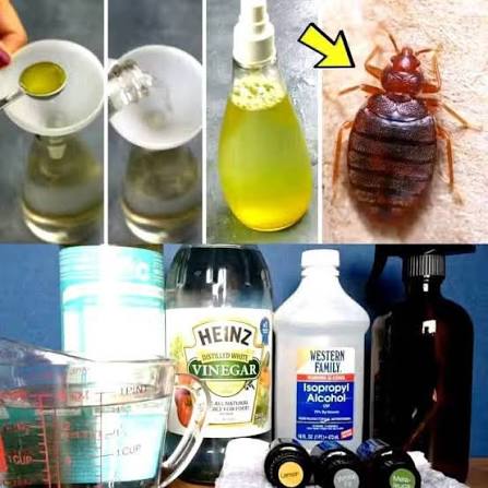 How To Make A DIY Bed Bug Spray At Home If you've ever wanted a simple  homemade spray without turning your whole house upside down, this is the  kind of recipe people