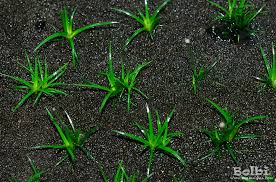 Image result for Eriocaulon