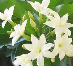 40 tanaman toga dan manfaatnya, tanaman hias berkhasiat obat. 15 Jenis Tanaman Obat Bunga Dan Manfaatnya