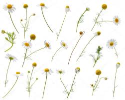 All scents with the exception of the. Many Leaves Flowers Stems And Buds Of Camomile At Various Angl Stock Sponsored Stems Flow Blue Flower Tattoos Plant Illustration Leaves Illustration