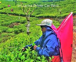 A man walks up a hill and blows a large muster horn. Tea Pluckers In Sri Lanka Sri Lanka Is The World S Second Largest Exporter Of Tea Which Is One Of Its Main Foreign Exchange Earners But Landless Tea Workers Are The Poorest Community