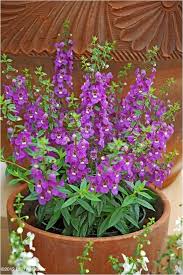Pin On Annuals Warm Season