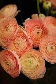 Paris Flower Shops Arom L Atelier Floral Ranunculus Flowers Peach Flowers Orange Ranunculus