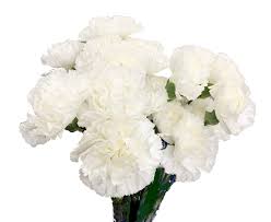 Wholesale flowers palm beach county. Palm Beach Wholesale Flowers